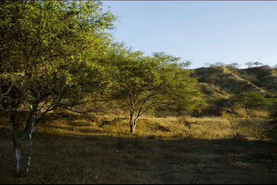 Imagen Area De Conservación Privada Bosque Seco Amotape - Imagen 8