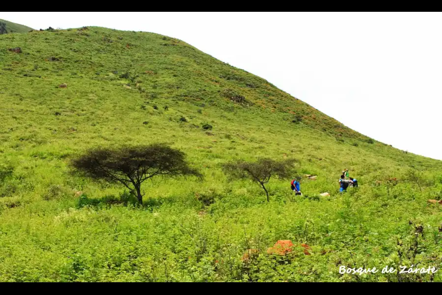 Imagen Zona Reservada Bosque De Zarate - Imagen 1