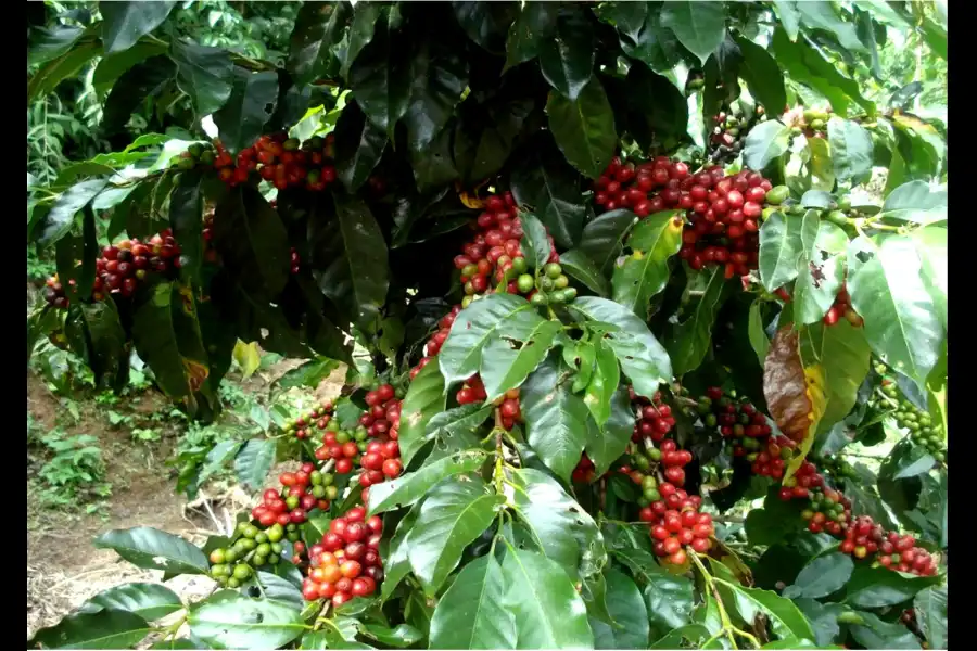 Imagen Finca Cafetalera Tunkimayo - Imagen 4