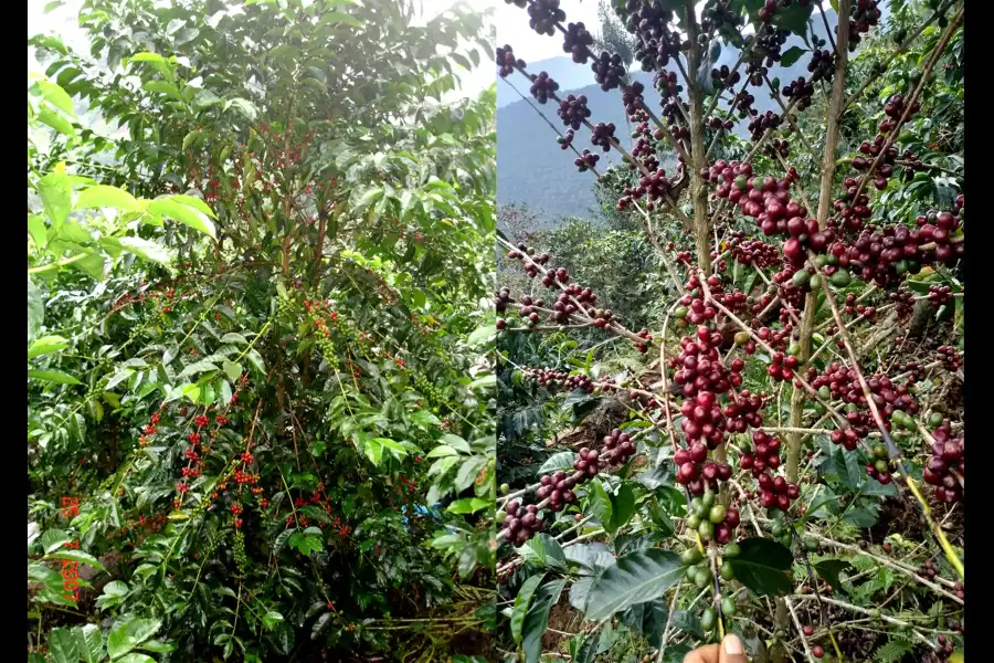 Imagen Finca Cafetalera Tunkimayo - Imagen 7