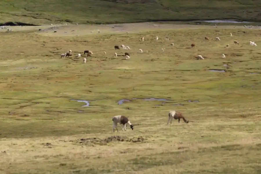 Imagen Laguna Chuspicocha De Tanta - Imagen 7