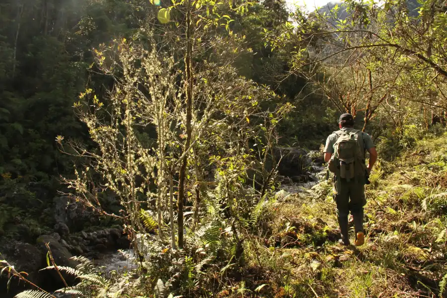 Imagen Parque Nacional Yanachaga-Chemillén - Zona San Daniel - Imagen 4