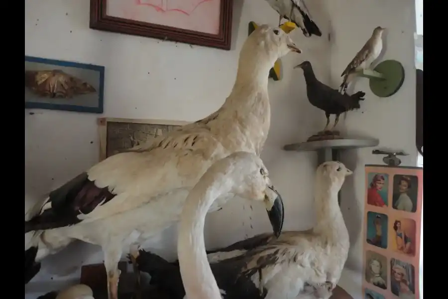 Imagen Museo De Taxidermia De Tahuaco - Imagen 4