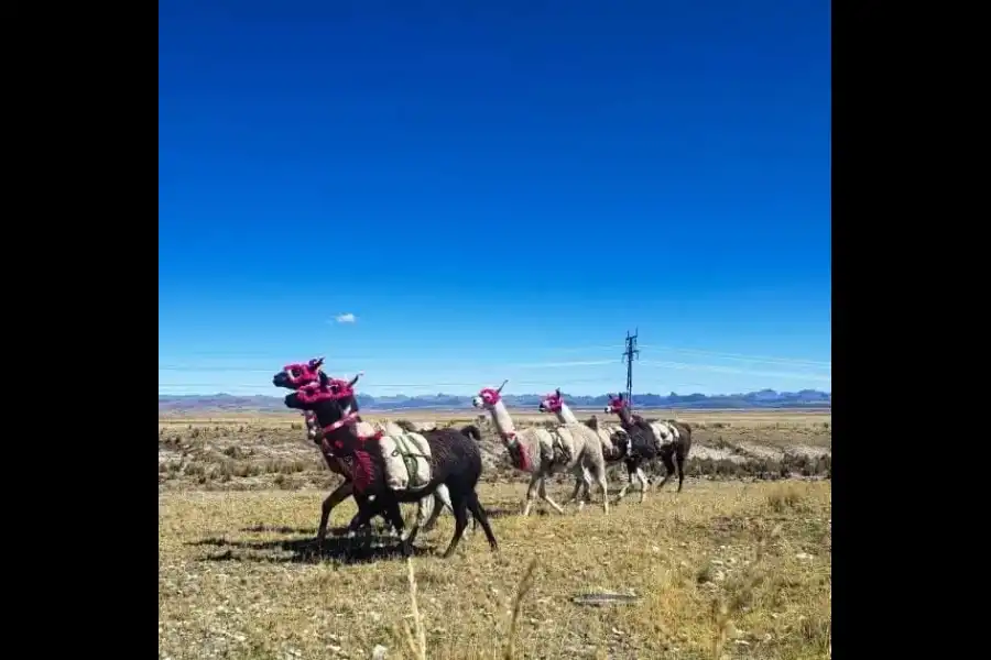 Imagen Concurso De Llamas De Carga – Ninacaca Pasco - Imagen 8