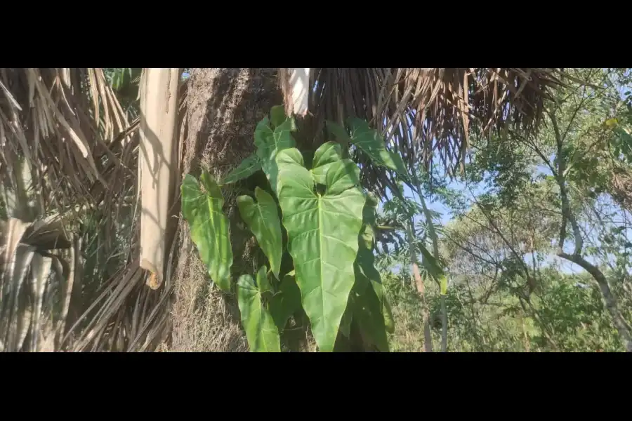 Imagen Centro De Conservación Ecológico Sinchi Wasi - Imagen 12