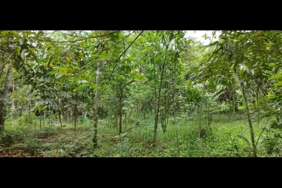 Imagen Centro De Conservación Ecológico Sinchi Wasi - Imagen 6