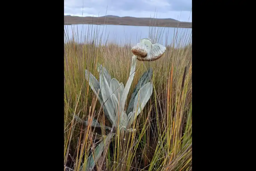 Imagen Laguna De Tuctubamba - Imagen 4