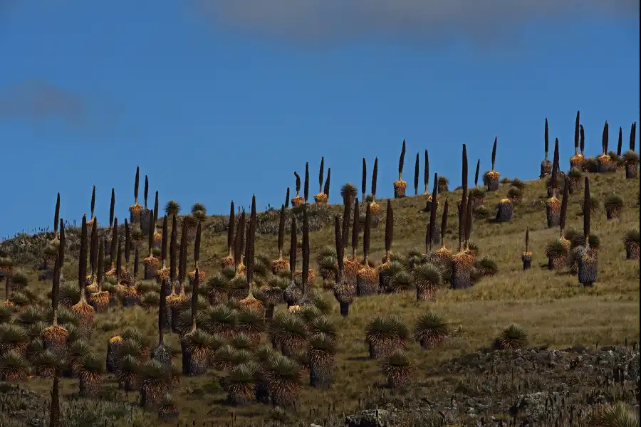 Imagen Santuario Nacional De Calipuy - Imagen 1