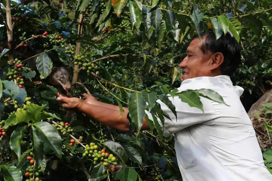 Imagen Finca Cafetalera Santa Mónica - Imagen 3