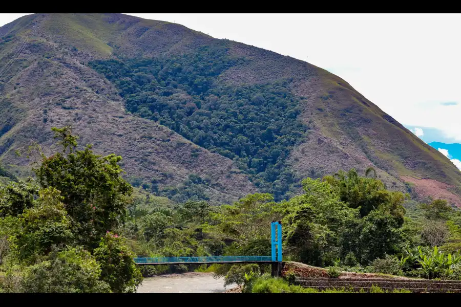 Imagen Bosque Mapa Del Perú - Imagen 6