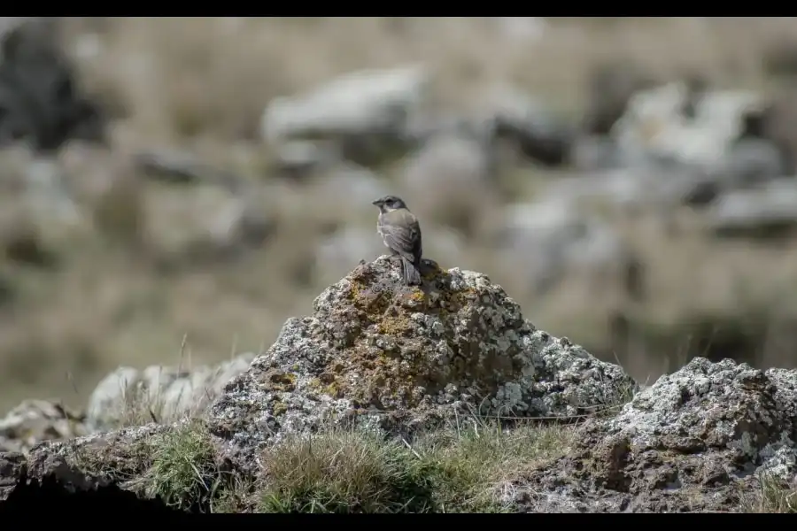 Imagen Bosque De Piedras Hatun Machay - Imagen 5