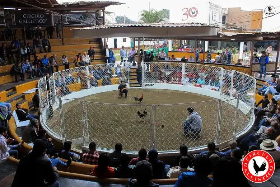 Imagen Pelea De Gallos En Lurín - Imagen 4