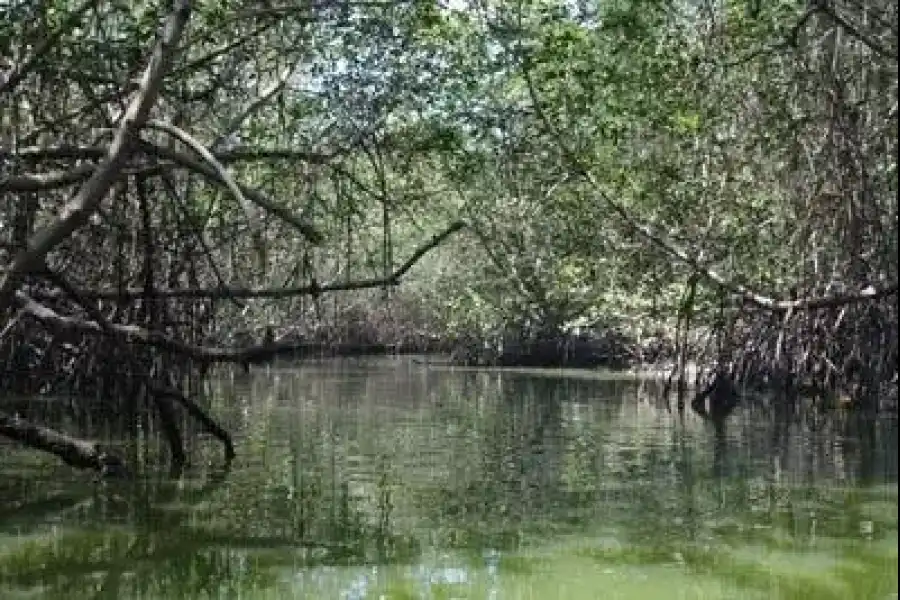 Imagen Santuario Nacional Los Manglares De Tumbes - Imagen 1