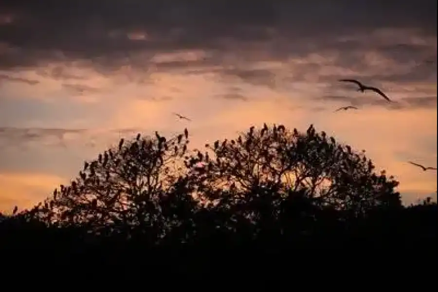 Imagen Santuario Nacional Los Manglares De Tumbes - Imagen 3