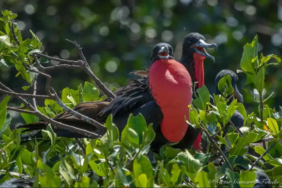 Imagen Santuario Nacional Los Manglares De Tumbes - Imagen 6