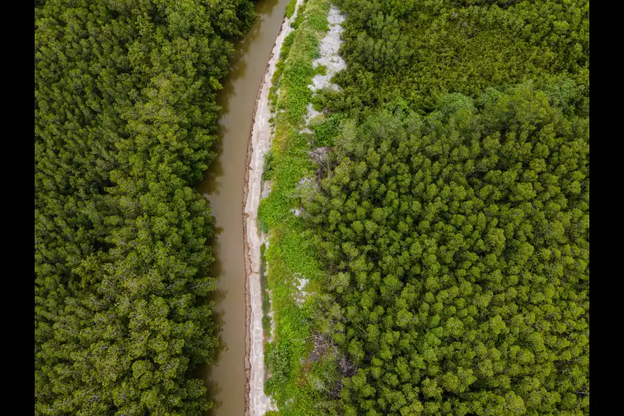 Imagen Santuario Nacional Los Manglares De Tumbes - Imagen 9