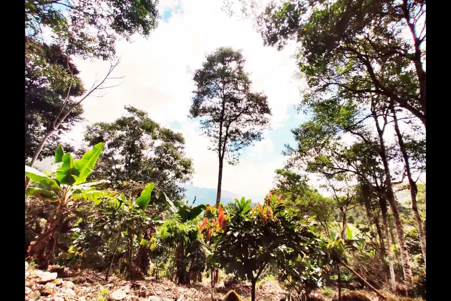 Imagen Finca Agro Apicola La Arboleda - Imagen 1