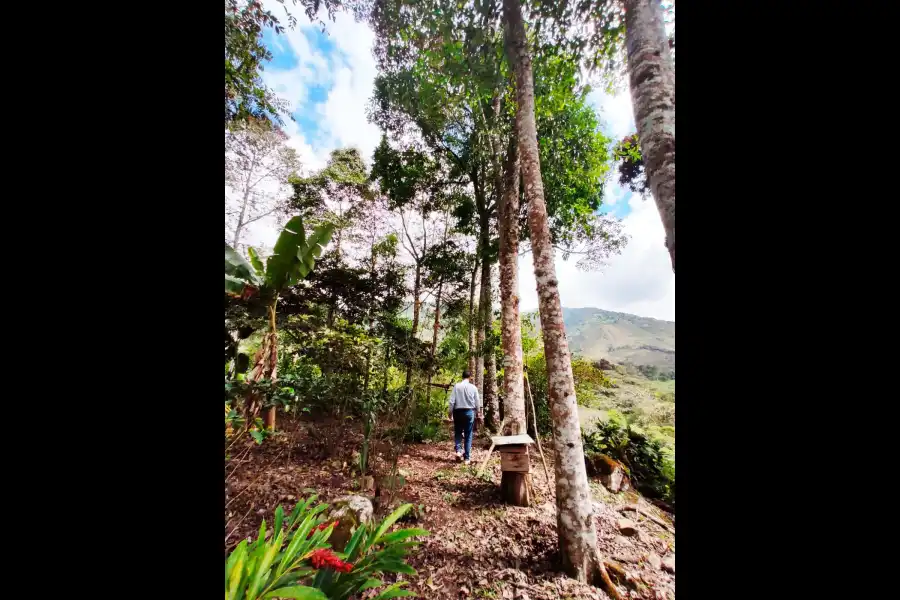 Imagen Finca Agro Apicola La Arboleda - Imagen 4