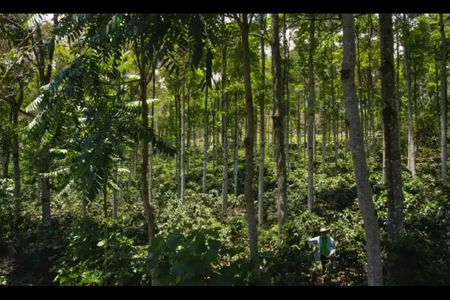 Imagen Finca Agro Apicola La Arboleda - Imagen 6