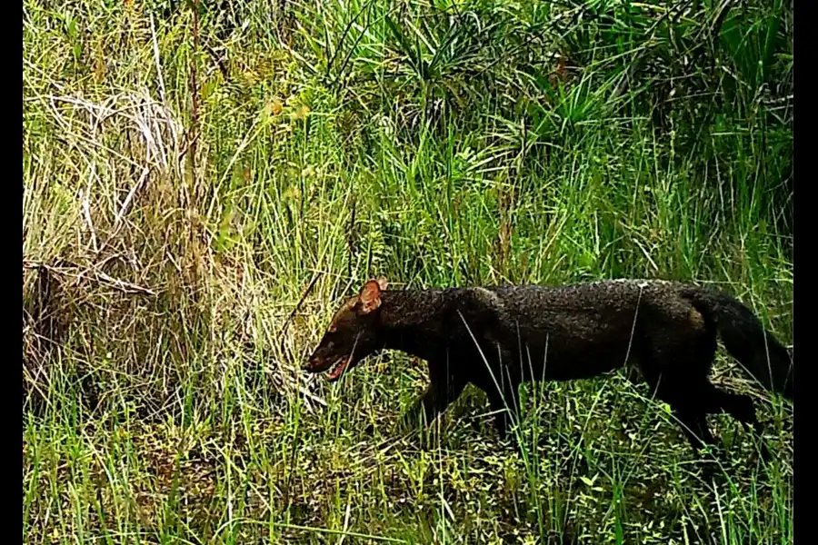 Imagen Parque Nacional Bahuaja Sonene - Imagen 12