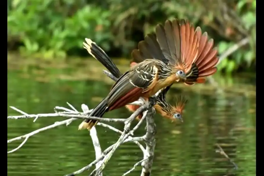 Imagen Parque Nacional Bahuaja Sonene - Imagen 15