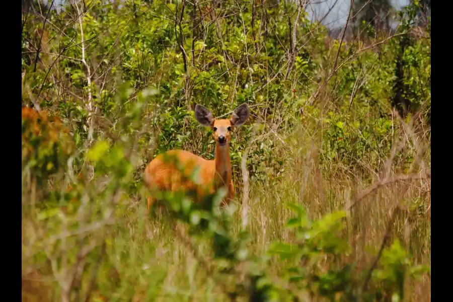 Imagen Parque Nacional Bahuaja Sonene - Imagen 16