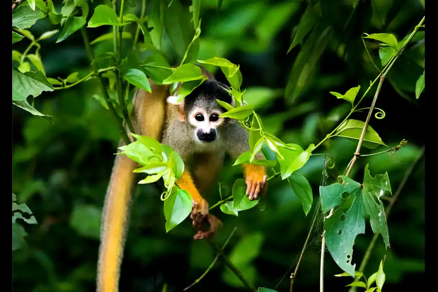 Imagen Parque Nacional Bahuaja Sonene - Imagen 19