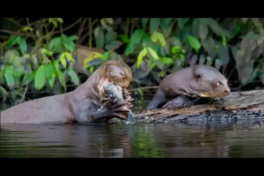 Imagen Parque Nacional Bahuaja Sonene - Imagen 5