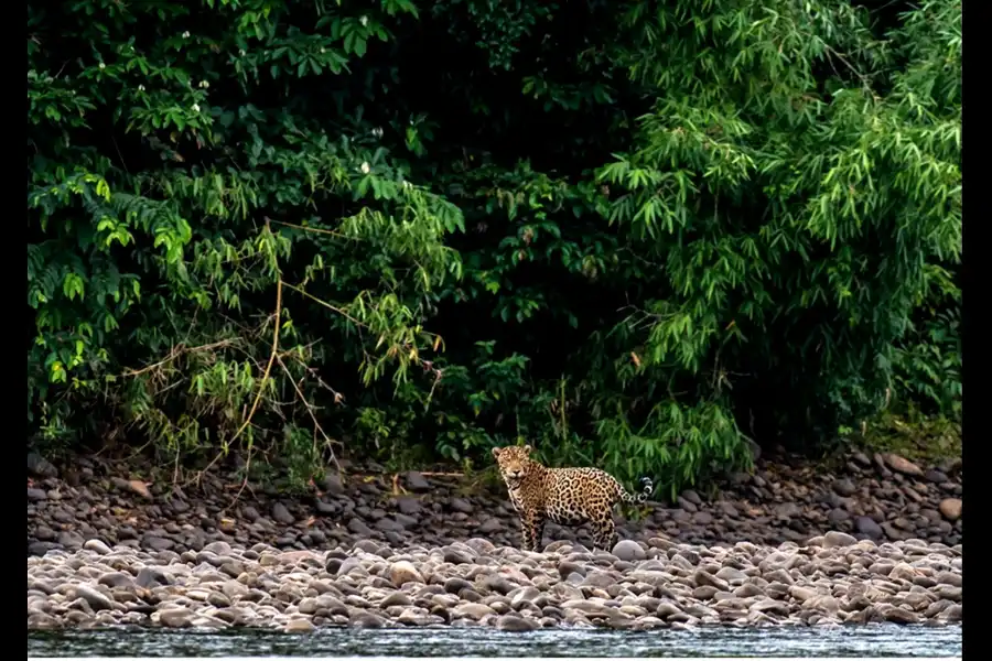 Imagen Parque Nacional Bahuaja Sonene - Imagen 8