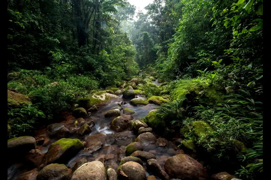 Imagen Parque Nacional Bahuaja Sonene - Imagen 9