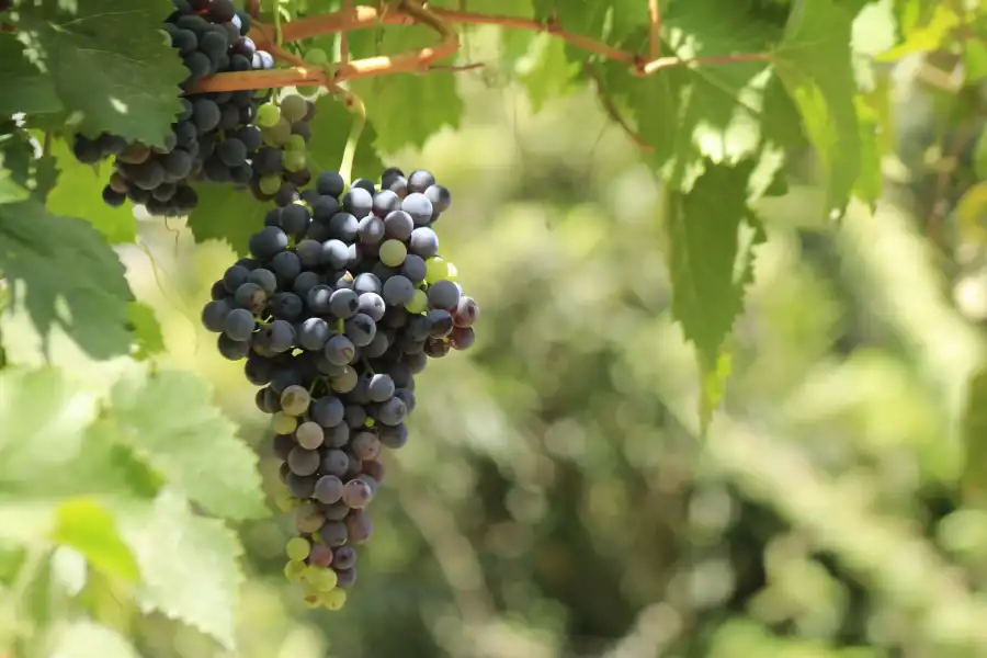 Imagen Festival De La Uva, Vino Y Canotaje De Lunahuaná - Imagen 1