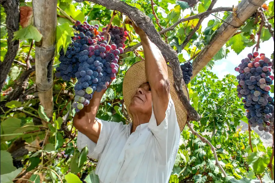 Imagen Festival De La Uva, Vino Y Canotaje De Lunahuaná - Imagen 3