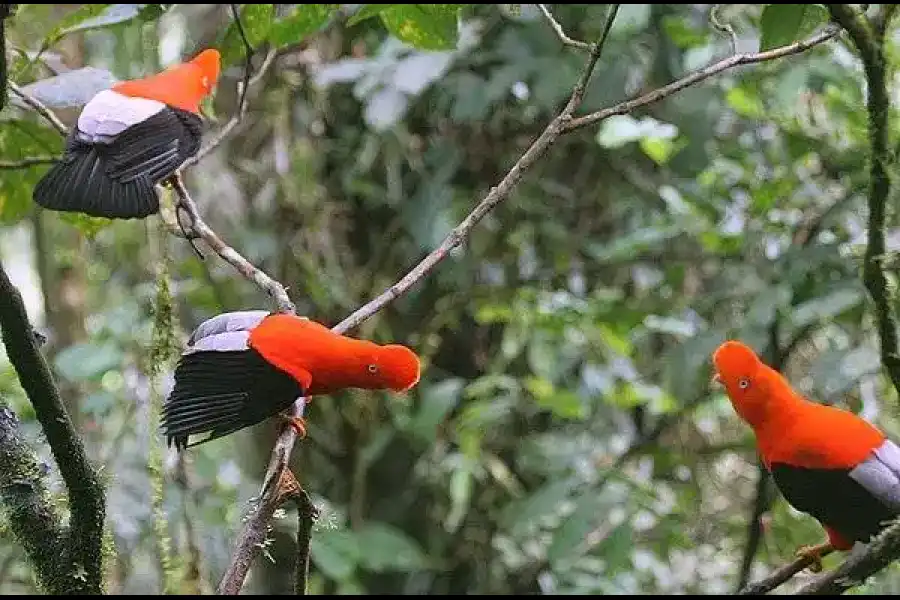 Imagen Lek Gallitos De Las Rocas De Codo Del Pozuzo - Imagen 1