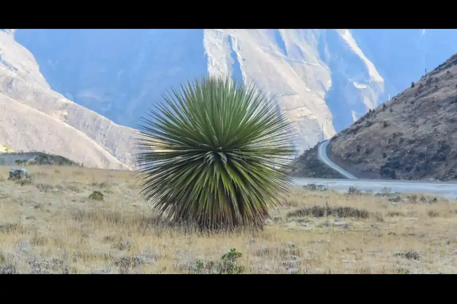 Imagen Puyas De Winchus - Pueblo Libre - Imagen 1