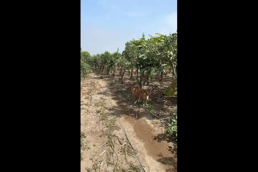 Imagen Bodega De Vinos Y Piscos Palomino - Imagen 3