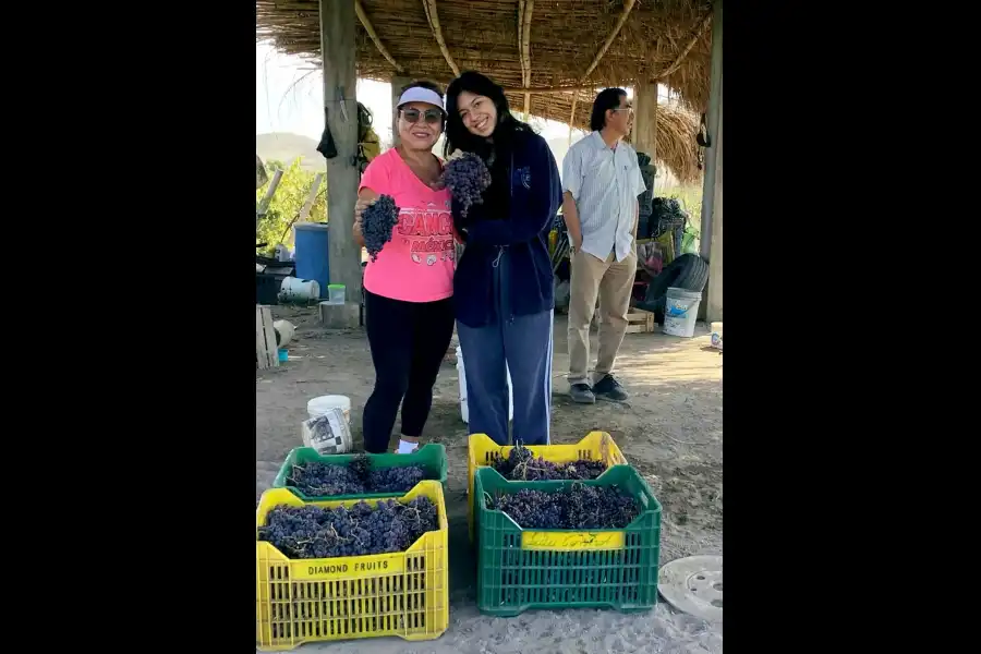 Imagen Bodega De Vinos Y Piscos Palomino - Imagen 4