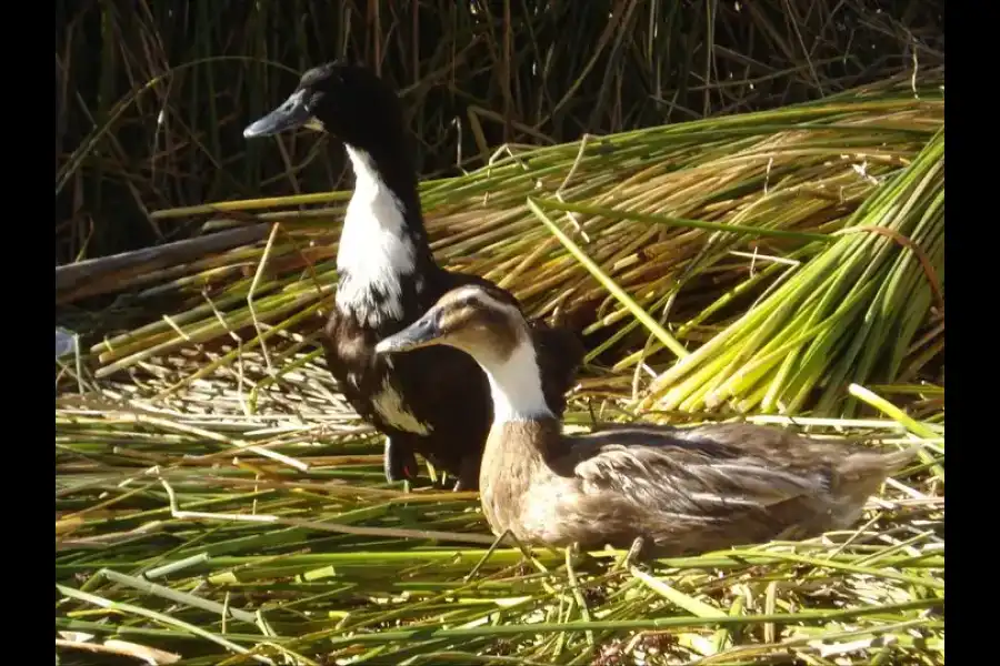 Imagen Lago Titicaca - Imagen 6