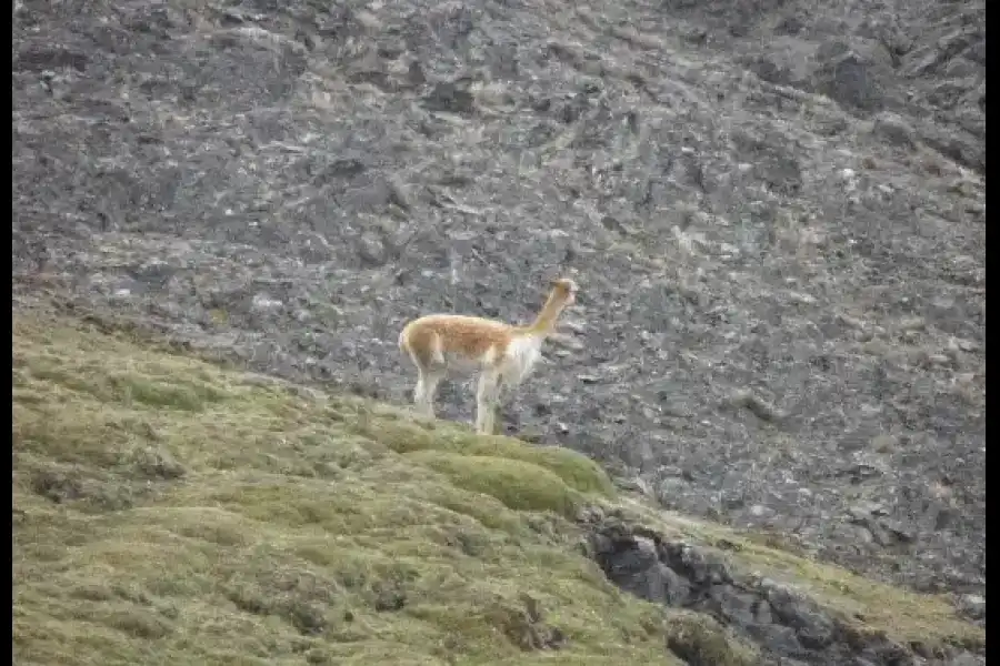 Imagen Reserva Comunal De Vicuñas De Huayqui - Imagen 1