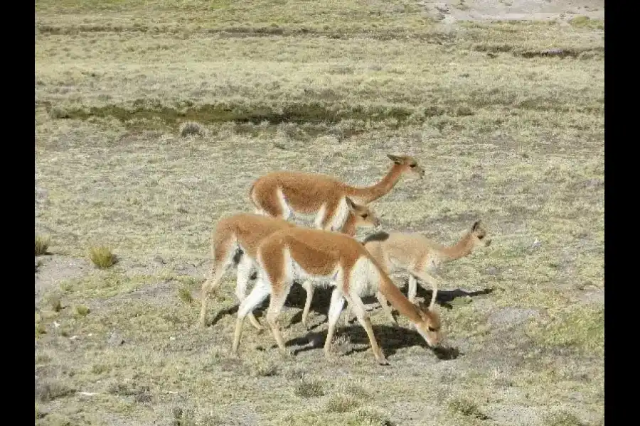 Imagen Reserva Comunal De Vicuñas De Huayqui - Imagen 3