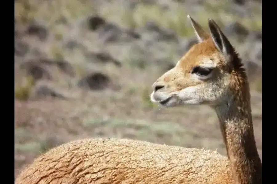 Imagen Reserva Comunal De Vicuñas De Huayqui - Imagen 4