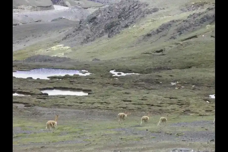 Imagen Reserva Comunal De Vicuñas De Huayqui - Imagen 5