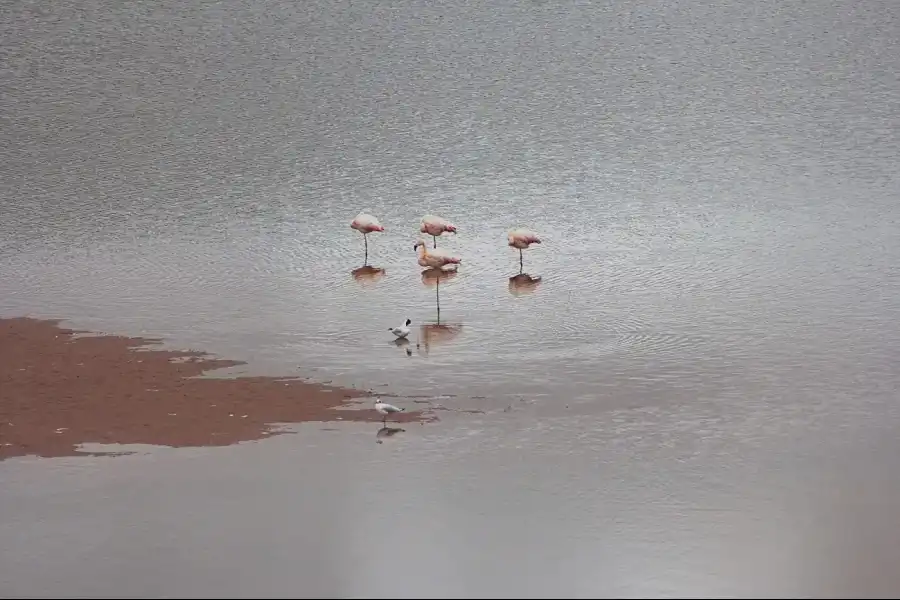 Imagen Laguna De Marcapomacocha - Imagen 10