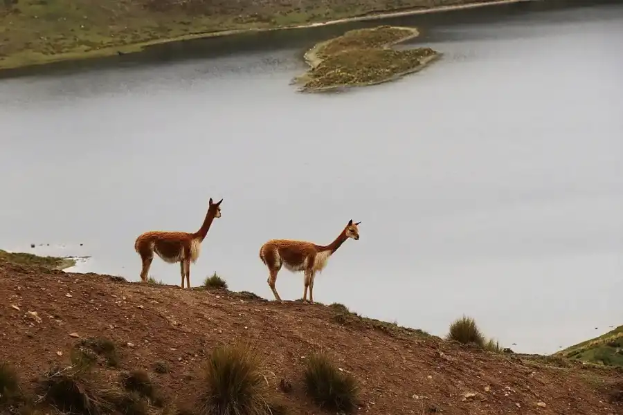 Imagen Laguna De Marcapomacocha - Imagen 5