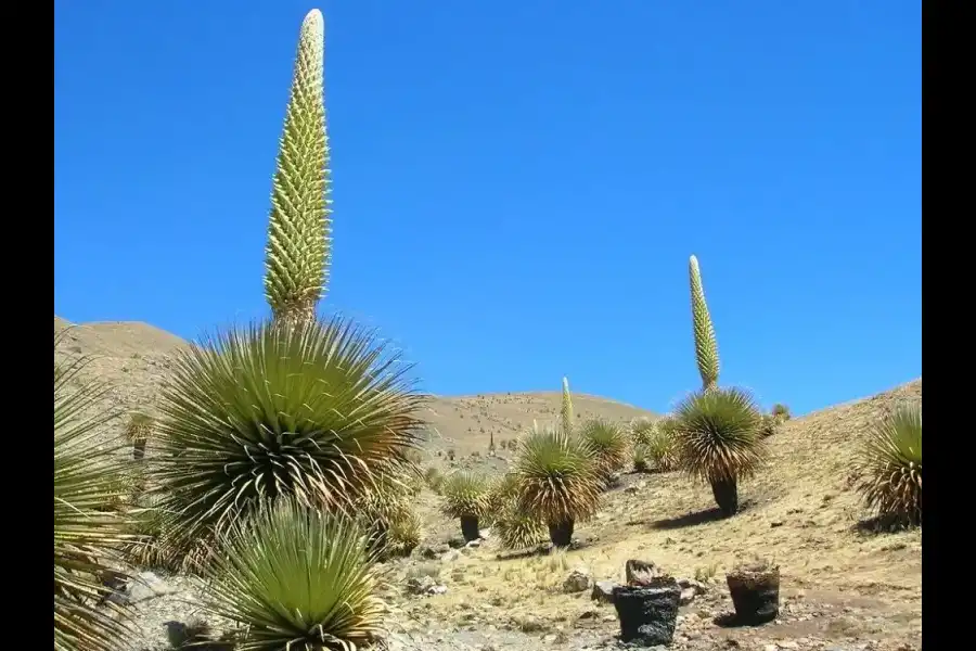 Imagen Bosque Natural De Puyas Raymondi - Imagen 3