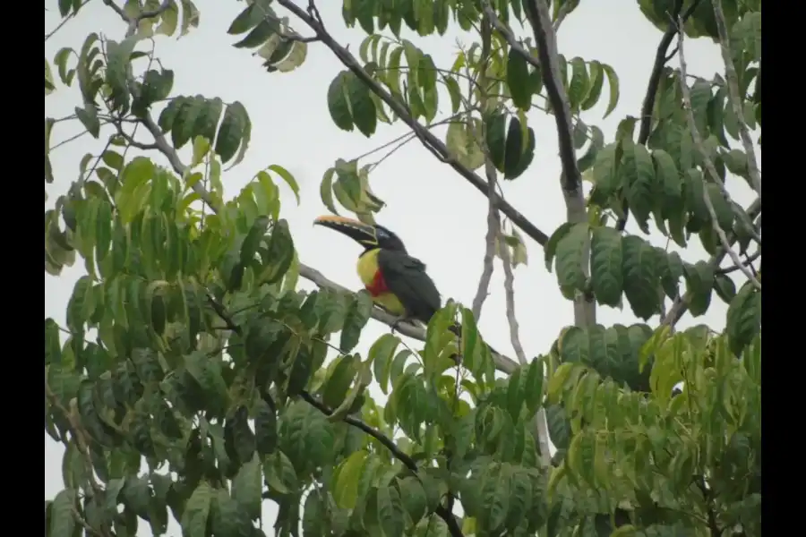 Imagen Parque Nacional Río Abiseo - Imagen 8