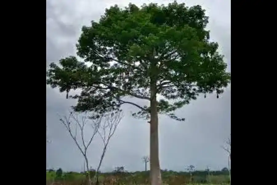 Imagen Mito Del Arbol De Wanamey - Imagen 5