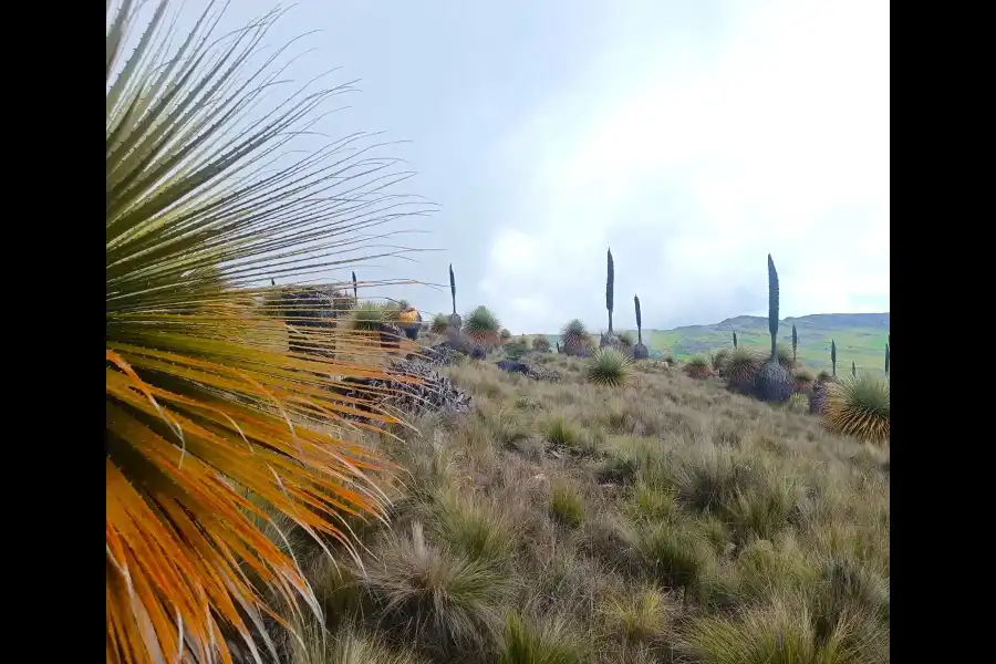 Imagen Bosque De Puyas Raimondi - Huaso - Imagen 1