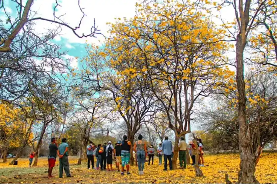 Imagen Festividad Del Florecimiento De Guayacanes En El Distrito De Casitas. - Imagen 5