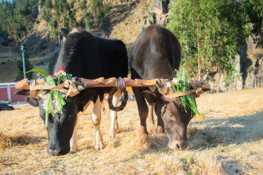 Imagen Tradiciones Del Toro Watay - Imagen 5