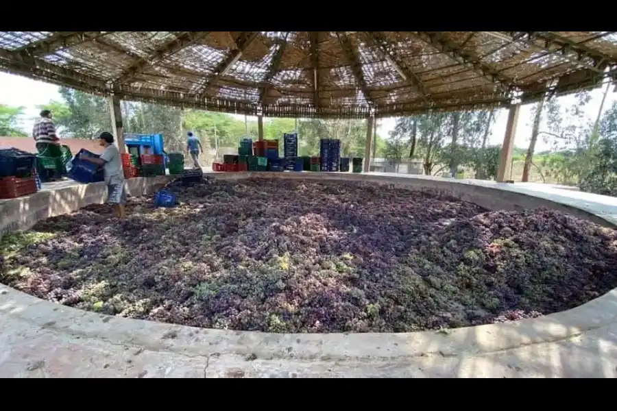 Imagen Bodega El Paraiso Iqueño - Imagen 4